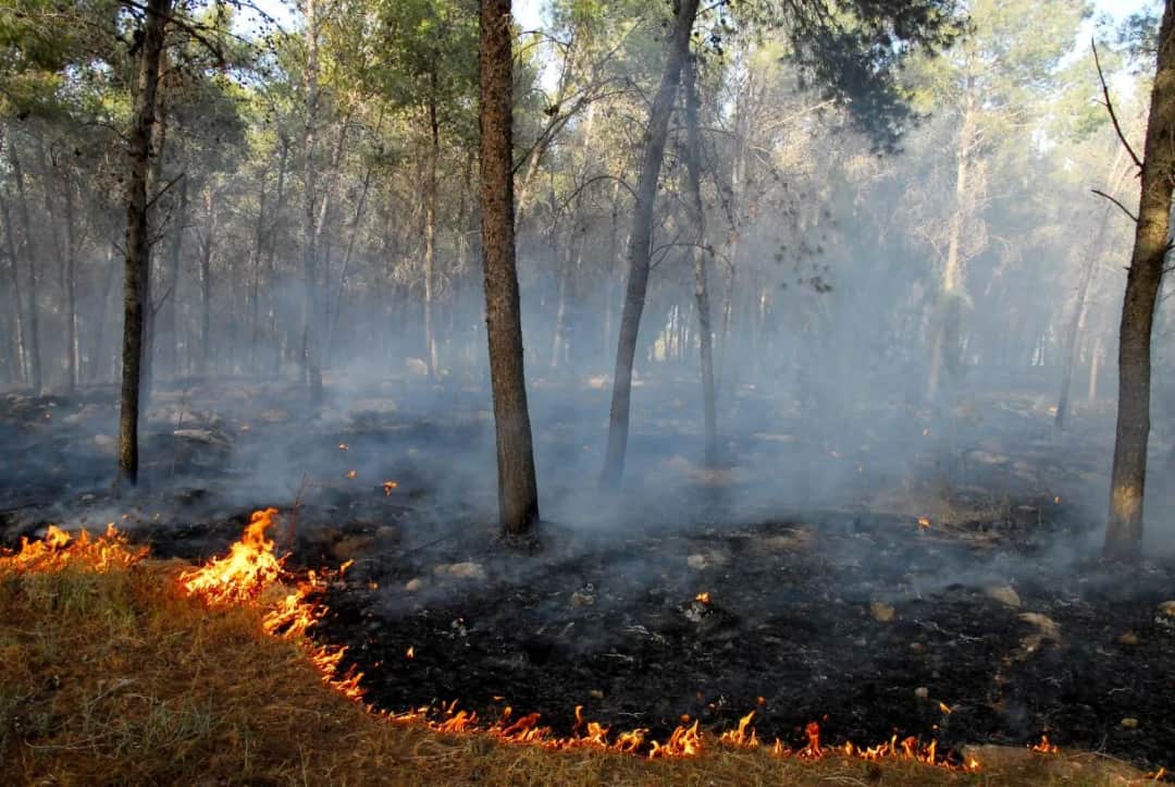 Pożar w lesie: 70 sekund na decyzję. Jak przetrwać?