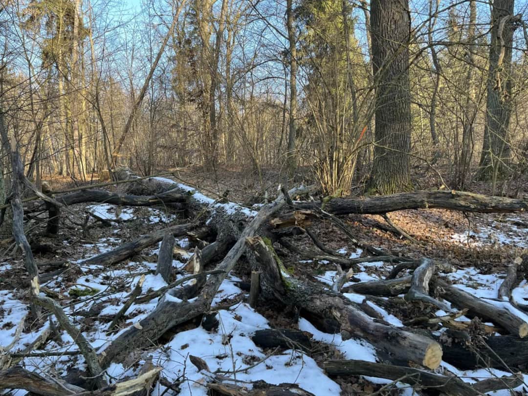 Zbieranie drewna w lesie: Kiedy to kradzież? Prawo 2026